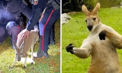 Kangaroo 