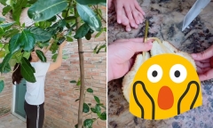 Cô gái khoe quả mít nhà trồng 