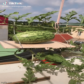 Quả dưa hấu trồng trên sân thượng khiến nữ giáo viên kinh ngạc, lúc bổ ra liền vỡ òa sung sướng