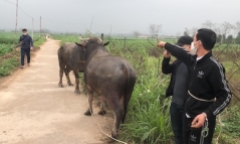 Phú Thọ: Bắt 2 kẻ trộm trâu bò về mở trang trại chăn nuôi 