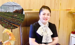 Bóc trần thủ đoạn lừa trồng sâm Ngọc Linh để huy động hơn 1.264 tỷ đồng của doanh nhân Phạm Mỹ Hạnh