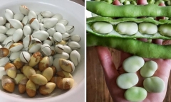  Loại rau này chỉ mùa đông mới có, giúp bổ gan lại ngủ ngon nhưng người có dấu hiệu này không nên ăn