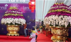 Chậu lan hồ điệp 