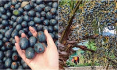 Loại quả dân dã trước rụng đầy không ai nhặt nay bỗng thành đặc sản khó mua