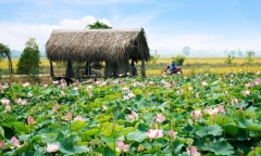 Đã đến miền Tây, nhớ đến Đồng Tháp