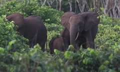 Thương tâm: Vào rừng chặt tre, thanh niên 25 tuổi ở Ấn Độ bị voi tấn công, giẫm tử vong