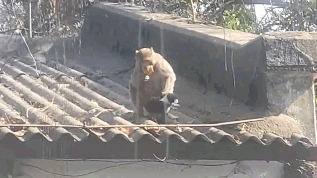 Video: Khỉ bế chó con lên mái nhà 