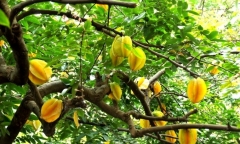 Mẹo trồng khế ra quả quanh năm