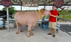 Cận cảnh loài trâu có màu 
