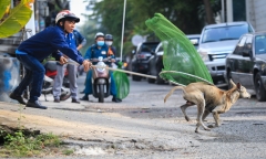 Hà Nội chỉ đạo xử lý triệt để tình trạng chó thả rông ở các quận, huyện