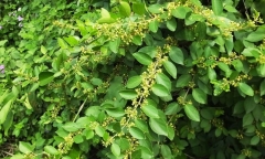 Dây thìa canh có tác dụng gì?