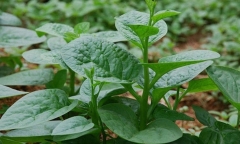 Chớ có dại mà ăn rau mồng tơi nếu bạn thuộc nhóm này!