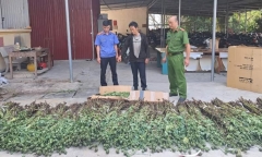 Tin nóng 24h hôm nay ngày 4/4: Bắt quả tang đối tượng trồng hơn 1.300 cây thuốc phiện trên nương