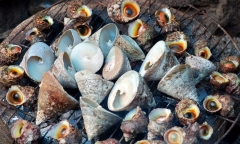 Loài ốc có tên 