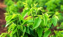 Rau ngót tốt nhưng