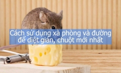 Cách sử dụng xà phòng và đường để diệt gián, chuột mới nhất