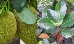 Lá mít có thật sự giải rượu như lời đồn trong dân gian?