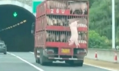 Clip: Lợn bất ngờ 