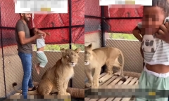Clip: Cha bất chấp nguy hiểm, ép con nhỏ ngồi lên lưng sư tử để