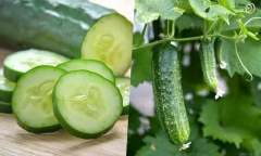 Dưa chuột bị đắng có nên bỏ đi hay không?