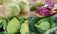 Bắp cải tốt cho sức khoẻ nhưng lại