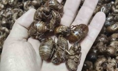 Nghề lạ: Người dân đổ xô vào rừng  "săn " thứ nhẹ như tơ, kiếm  "bạc triệu " mỗi ngày