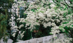 Có nên trồng cây hoa sưa trước nhà không