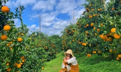 Những vườn trái cây trĩu quả gần TP.HCM