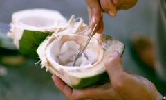 Cơm dừa non có công dụng gì?