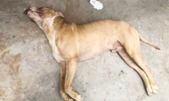 Vụ chó Pitbull 
