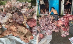 Vụ 3 tấn thịt lợn và nội tạng bốc mùi hôi thối ở Huế: Có mẫu nhiễm Ecoli cao gấp 60 lần mức cho phép