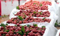 Sở Công thương Bắc Giang: Không có chuyện vải thiều bị ép giá xuống 2.000 đồng/kg