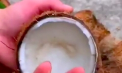 Chàng trai bổ trái dừa khô héo đã mọc mầm nhưng thứ bên trong khiến tất cả phải trầm trồ