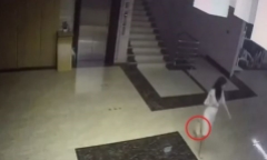 Phát hiện bé trai sơ sinh trong bãi rác, camera ghi lại hành động đáng sợ của người mẹ