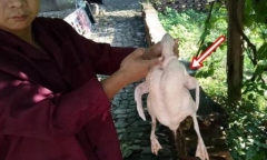Mổ vịt phát hiện vật thể lạ, tưởng đồ bỏ hóa ra giá trị 300 tỷ