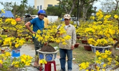 Hoa Tết ở Đà Nẵng đồng loạt 