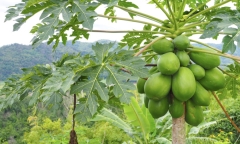 Uống nước lá và hoa đu đủ có chữa được ung thư?