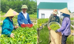 Nông dân Hà Tĩnh kiếm trăm triệu mỗi năm nhờ trồng loại hoa hỗ trợ điều trị bệnh trĩ