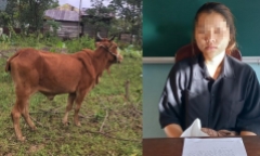 Thấy bò thả rông, cô gái 19 tuổi thuê xe ba gác chở đi bán