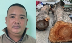 Tạm giữ thợ gỗ thuê người cưa trộm 2 cây xanh về bán