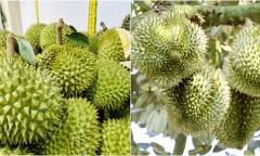 Sầu riêng nghịch vụ giá 125.000 đồng/kg vẫn không có để bán