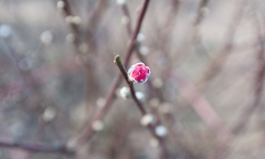 Những vườn đào không có giá dưới 10 triệu tại Hà Nội