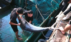 Ngư dân Nghệ An trúng đậm mẻ cá thu trị giá 700 triệu đồng, nhiều con nặng 70kg