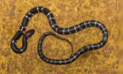  Cắn chết rắn độc để trả thù trong lúc say rượu, người đàn ông rơi vào nguy kịch