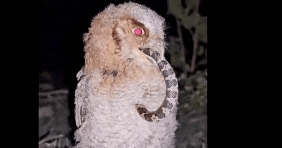 Video: Khoảnh khắc chim cú 