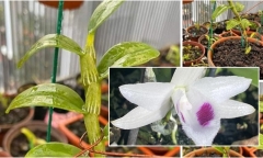 Lan đột biến trăm tỷ sốt giá trở lại: Chiêu trò để “lùa gà”?