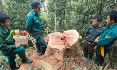 Tin thời sự nóng mới nhất ngày 15/4: Biên phòng mật phục bắt 5 đối tượng phá rừng ở biên giới