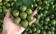 Nội trợ thông minh nhìn qua sẽ biết nên chọn quả sấu non hay già