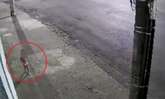 Clip: Xót xa cảnh bé gái 3 tuổi lang thang trên phố, khóc lóc đòi mẹ