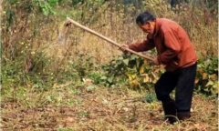 Lên núi lấy đá xây chuồng lợn, lão nông đổi đời nhờ nhặt được